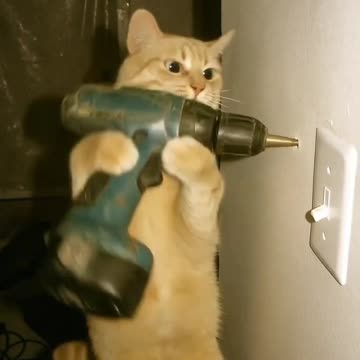 Worker Cats AI Generated