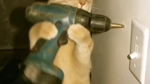 Worker Cats AI Generated