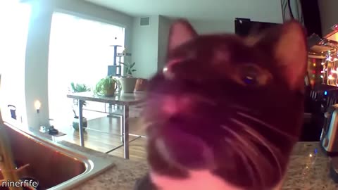 best cat videos!! 😂😂😂