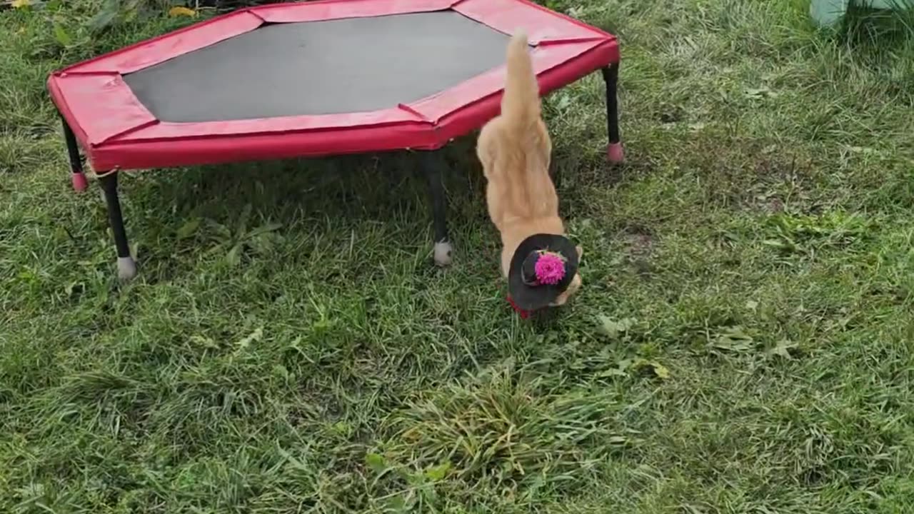 Kitten Makes an Impressive Jump Down