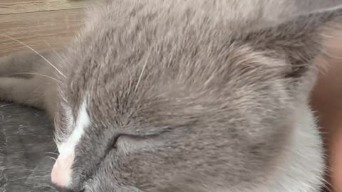 แมวเหมียววันนี้หายไปไหน?