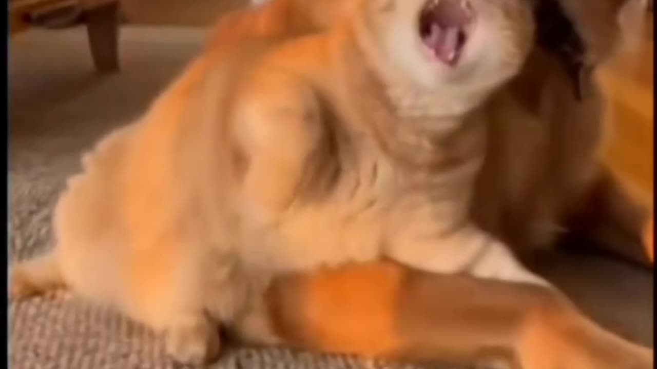 One of the funniest cat and dog videos.🤣🤣