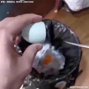 How a Chick is Born from an Egg 🐣 – Incredible Journey of Life! 😱