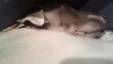 13 YEAR OLD DOGGO SNORES LOUDLY