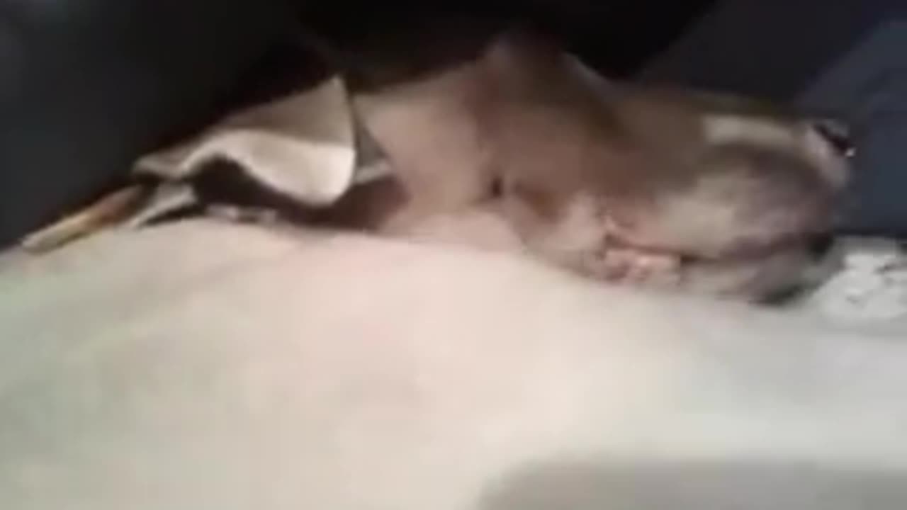 13 YEAR OLD DOGGO SNORES LOUDLY