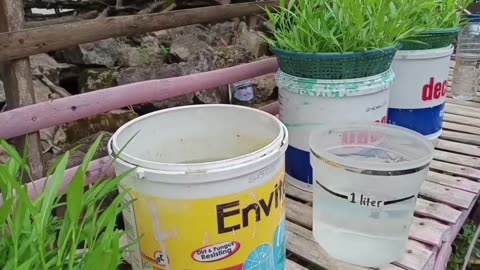 Hydroponic Water Spinach Planting | Using Simple Materials"