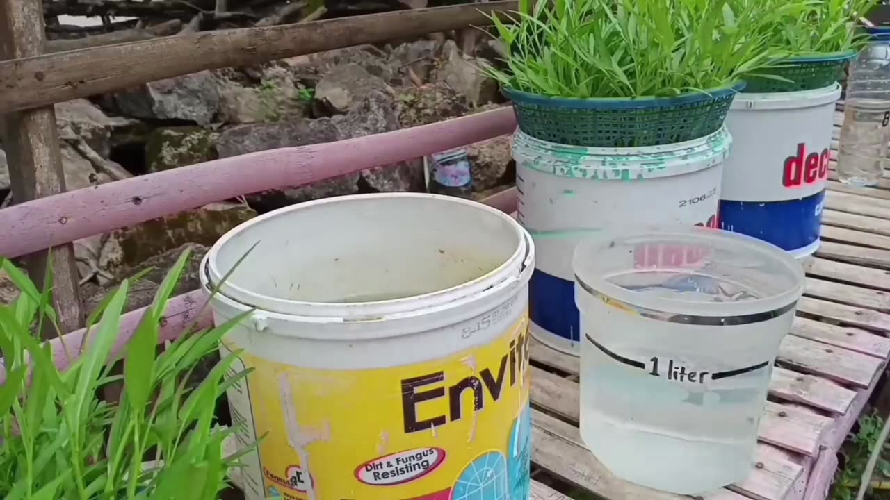Hydroponic Water Spinach Planting | Using Simple Materials"