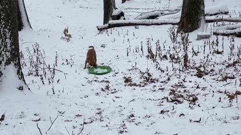 Smart Puppy Teaches Herself Snow Sledding