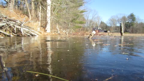Spiders out for a winter walk on some ice 12/22/2025 31 degrees not Celsius