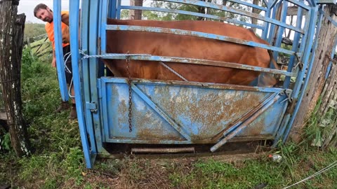 MASSIVE Neck Abscess Relief! 🐮 Farmer Luke Saves Cow