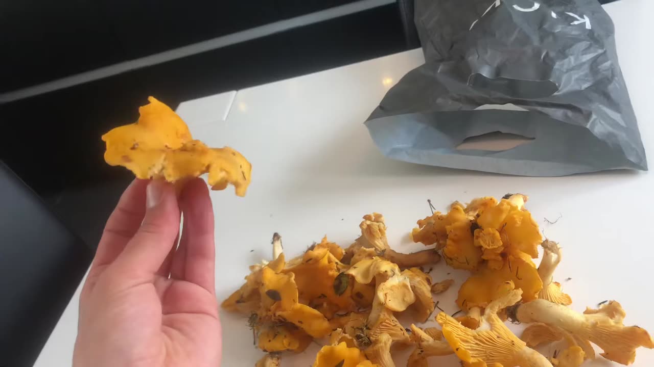 Huge chanterelles connection🤩