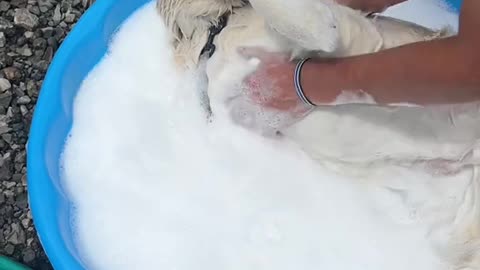 A dog who loves to swim