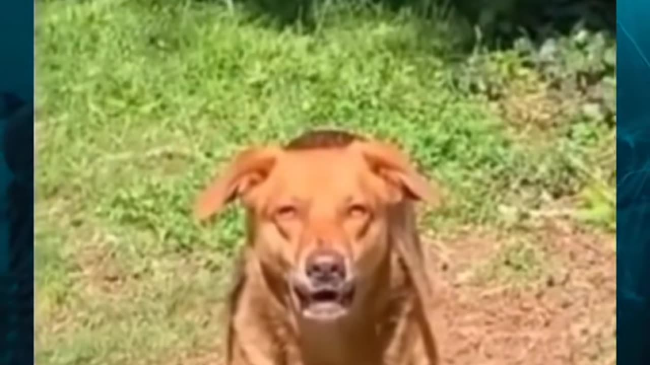 😱👻 This Dog Looked So Creepy | TheHauntingHour