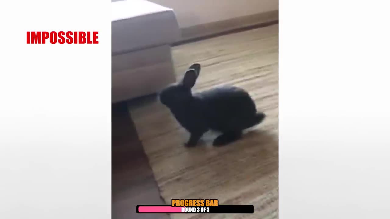 Try Not to laugh 😅😂