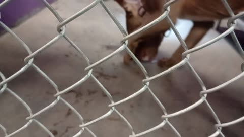 Treasure 3y Pet Id 949593 kennel 23 HSSAZ shelter 1st time we met, we're finding our way20251121722