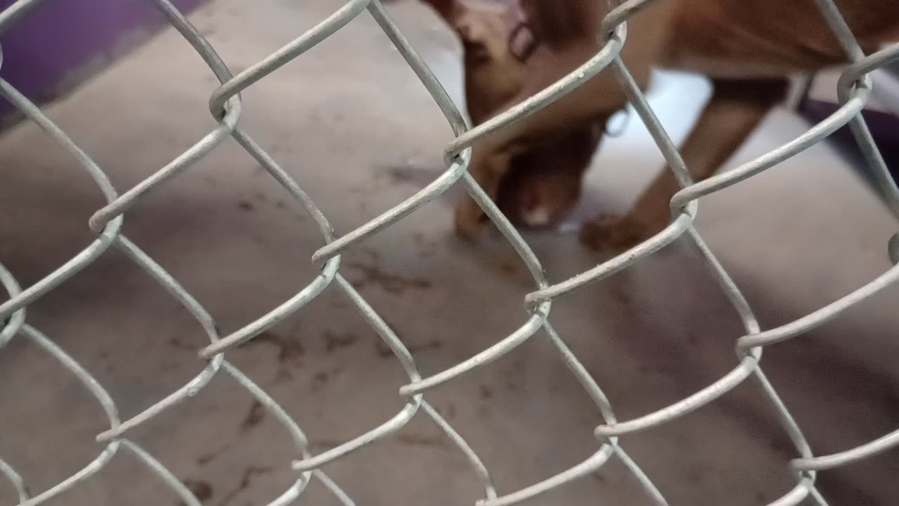 Treasure 3y Pet Id 949593 kennel 23 HSSAZ shelter 1st time we met, we're finding our way20251121722