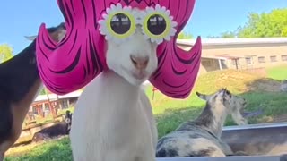 💅 She's a Sass-Master! Watch Her Put Him in His Place | FunFM