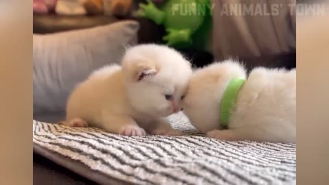 Funniest Cats and Dogs 🐶🐱 | Funny Animal