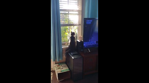 Cat cleaning the windows songe can hv a better view