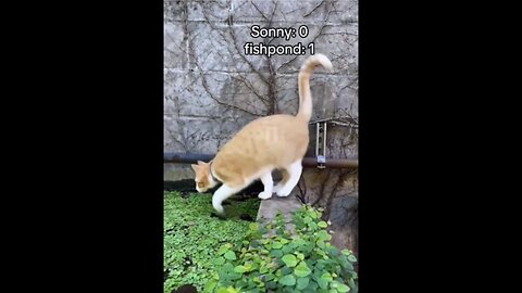 Despite that they hate swimming, cats are good swimmers out of necessity 😹