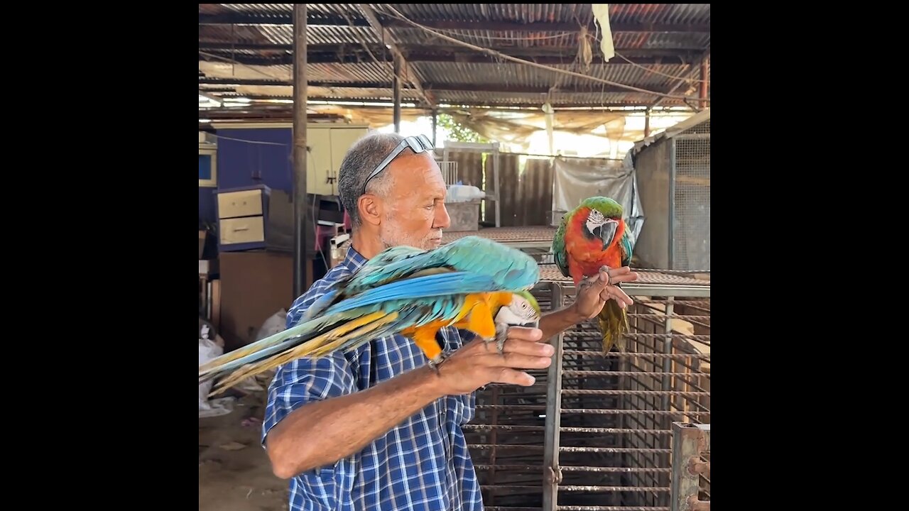 Palestino protege a sus animales pese a bombardeos en Gaza