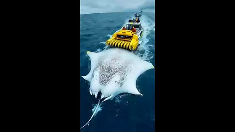 Brave_Rescuers_Save_a_Sick_Manta_Ray_Just_in_Time!__#WildlifeRescue