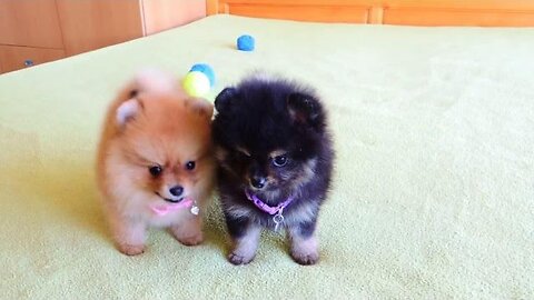 Female Pomeranian Puppies for Sale PSN Experiment