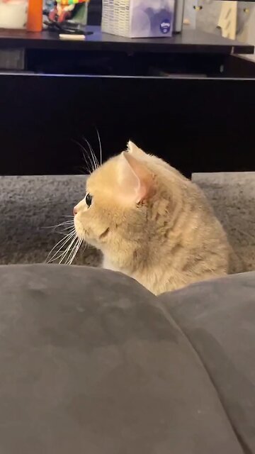 cute and funny face of cat at home