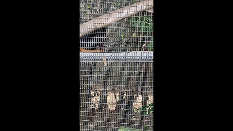 Golden-headed Lion Tamarin 🐒 #primate #shorts #followme #monkey #viral #trending