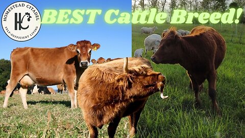 How to Choose the RIGHT Cattle Breed for Your Small Homestead