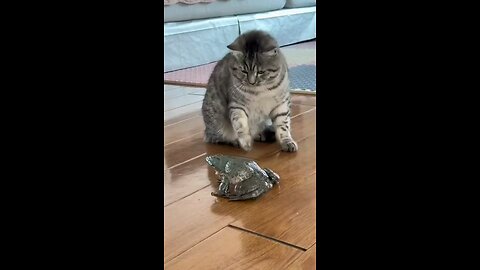 Crazy Cats & Goofy Dogs – Ultimate Funny Moments!