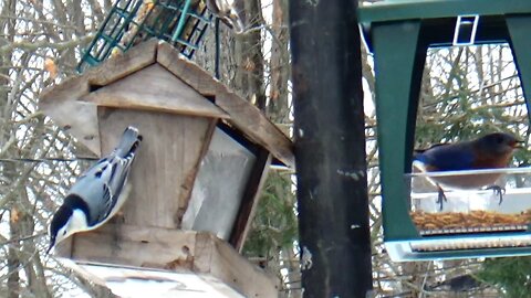 Nuthatch and Bluebird