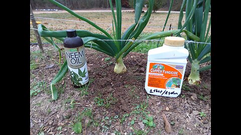 Onion Blight Prevention 1/6/26