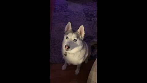 Flyn Says,” Happy Howleen!”