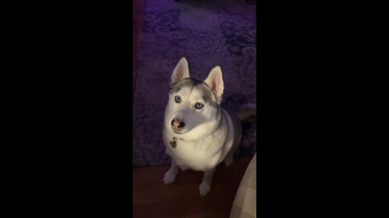 Flyn Says,” Happy Howleen!”