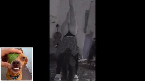 Funny videos compilation 35