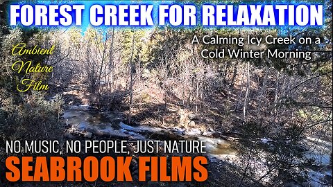 Forest Creek for Relaxation: A Calming Icy Creek on a Cold Winter Morning