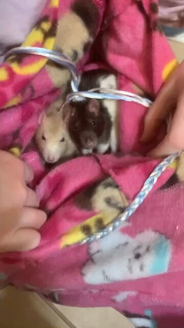 Pouch Time Part 1: Fancy Rats Munch in the Pouch 🐀💛