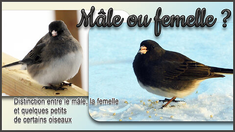 Mâle ou femelle / Male or female - Leurs petits et chants