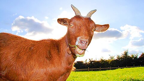 WTF GOAT SCREAM (SHORT FILM)