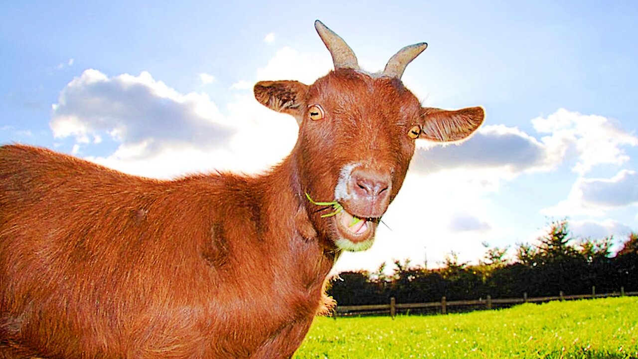 WTF GOAT SCREAM (SHORT FILM)