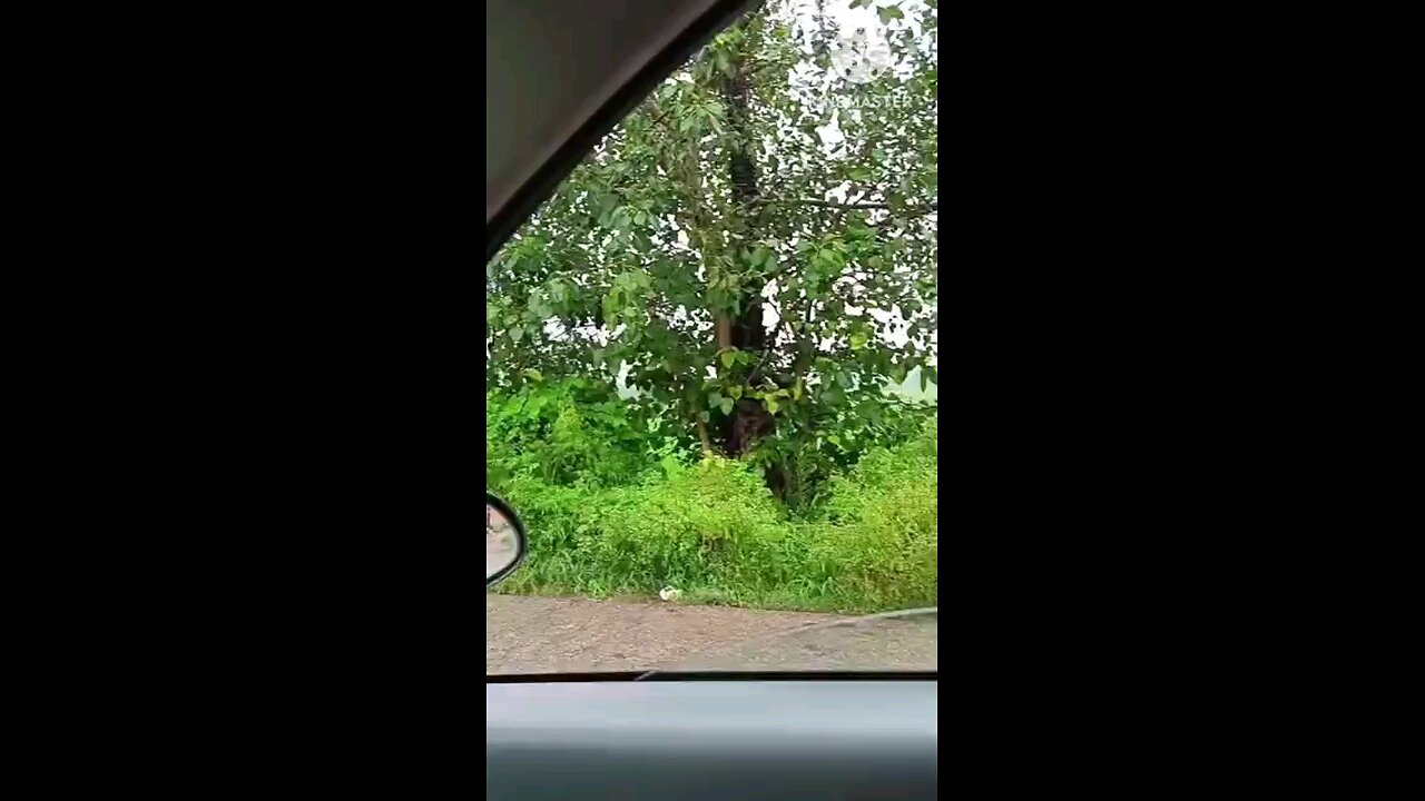 satisfying Video