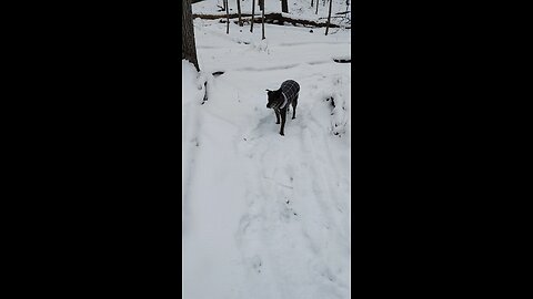 Lily's afternoon walk