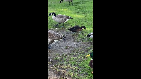 Mallard Ducks 🦆 & Canada Goose 🪿 #mallardducks #canadagoose #followme #shorts #viral #trending