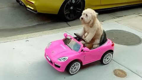 Hilarious Animal Videos to Make You Laugh 😹 | Funniest Dog & Cat Moments 2025