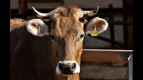 Discipline While Flying Blind Preview