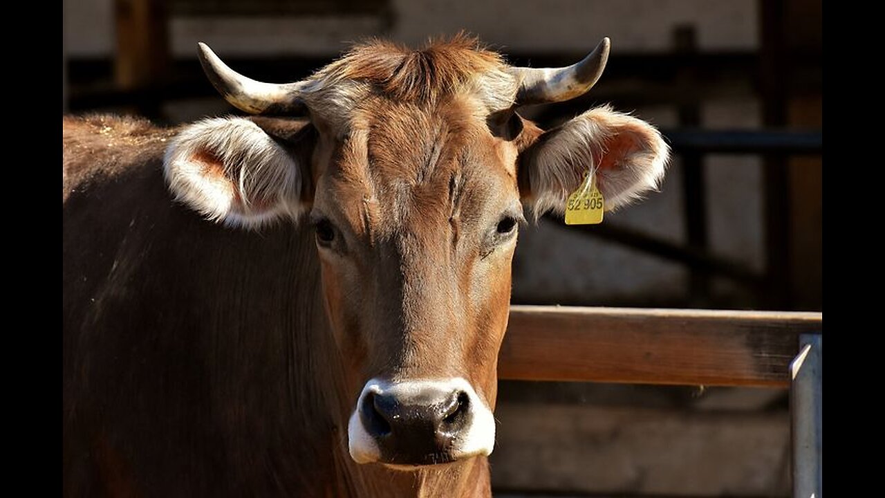 Discipline While Flying Blind Preview
