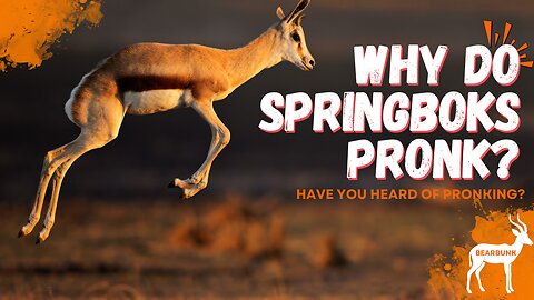 Do You Know Why Springboks Pronk