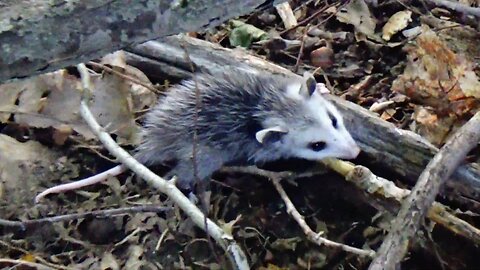 Opossum