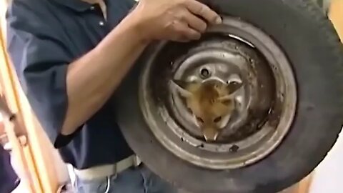 Fox_cub_gets_head_stuck_in_a_wheel😱